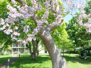 Tree in blossom at Wolfson College
