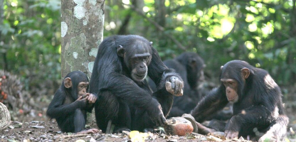 A mother chimpanzee processing oil palm nuts with stone tools at Bossou. The mother (Jire) is 42 years old, and she is accompanied by her two children.