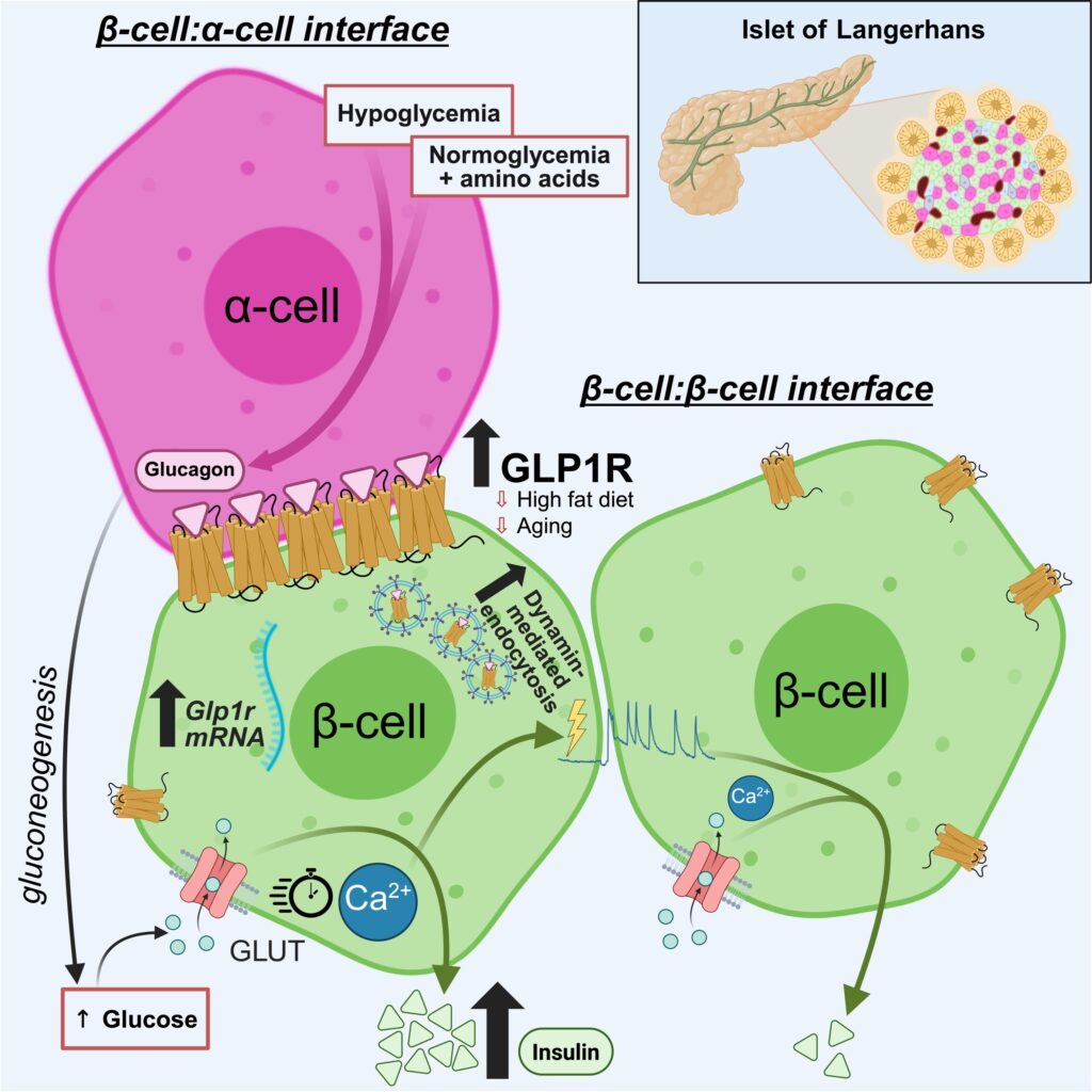 A scientific diagram shows a large magenta-colored alpha cell in contact with a signal-sensing, lilac-green beta cell. This signaling beta cell is indicated to then pass on the message to several other smaller green beta cells
